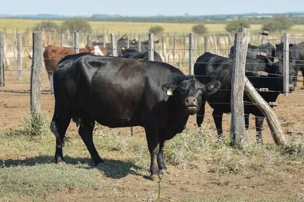 Krowy Pianie Krów Argentyńska Produkcja Mięsa — Zdjęcie stockowe