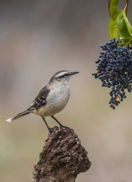 White Banded Mokingbird Eating Wild Grapes — 스톡 사진