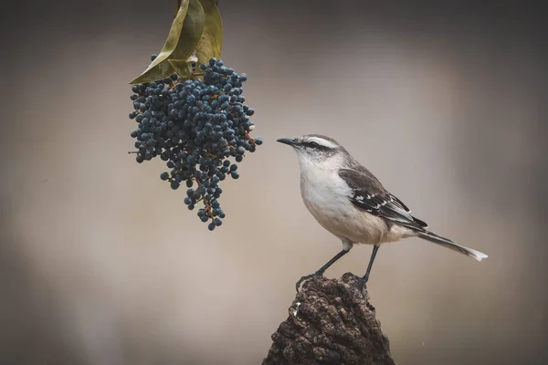 Mokingbird Banda Blanca Comiendo Uvas Silvestres —  Fotos de Stock