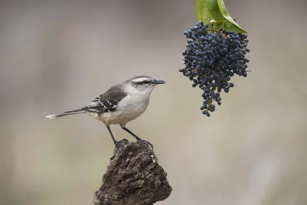 Mokingbird Banda Branca Comendo Uvas Selvagens — Fotografia de Stock