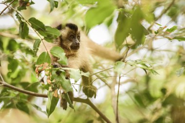 Kahverengi çizgili tufted capuchin maymun, Amazon orman, Brezilya