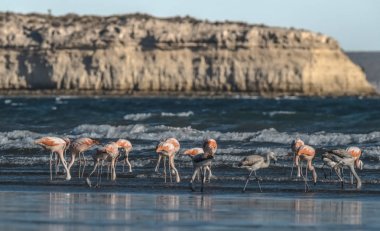 Sahilde beslenen flamingo sürüsü, Patagonya