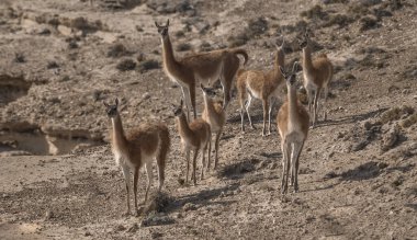 Guanacos in arid environment, Patagonia