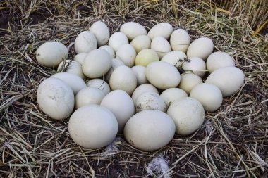 Yuvada büyük rhea yumurtaları, Patagonya, Arjantin