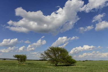 Pampas landscape, Patagonya, Arjantin