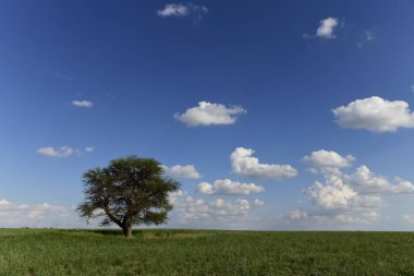 Pampas landscape, Patagonya, Arjantin