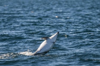 Dusky Dolphin jumping, Peninsula Valdes, Patagonya, Arjantin