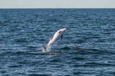 Dusky Dolphin jumping, Peninsula Valdes, Patagonya, Arjantin