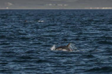 Dusky Dolphin jumping, Peninsula Valdes, Patagonya, Arjantin