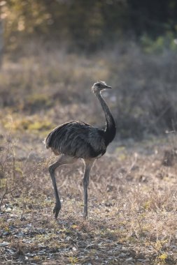 Greater Rhea, Rhea americana, Pantanal, Brezilya