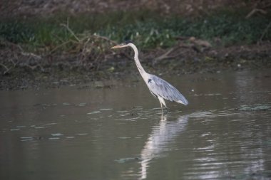 Sulak ortamda Kakao Heron, Pantanal, Brezilya 