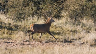 La Pampa erkek kırmızı geyik, Arjantin