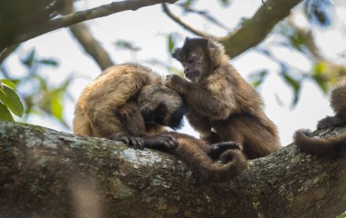 Kahverengi çizgili tufted capuchin maymunlar, Amazon orman, Brezilya