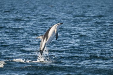 Dusky Dolphin jumping, Peninsula Valdes, Patagonya, Arjantin