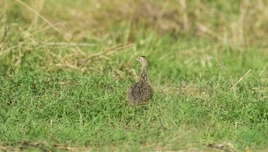 Tinamou otlak ortamında, Pampas, Arjantin