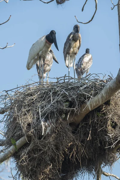 Гнездо Жабиру Цыплятами Пантеон Бразилия — стоковое фото