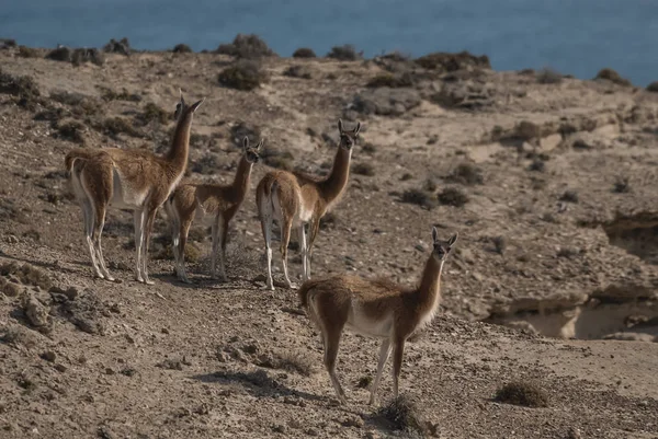 Guanacos Arid Environment Patagonia — Zdjęcie stockowe