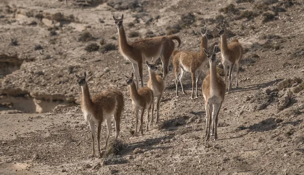 Guanacos Arid Environment Patagonia — Zdjęcie stockowe