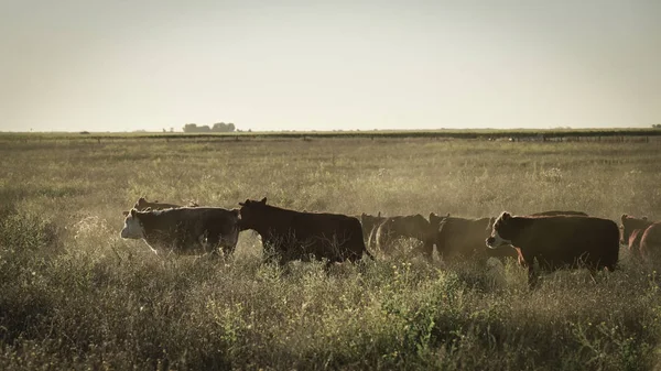 Bois Novilhas Criados Relva Natural — Fotografia de Stock