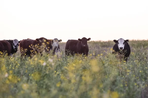 Stekers Vaarzen Opgegroeid Natuurlijk Gras — Stockfoto