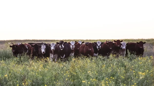 Kemudi Dan Heifers Dibesarkan Rumput Alami — Stok Foto