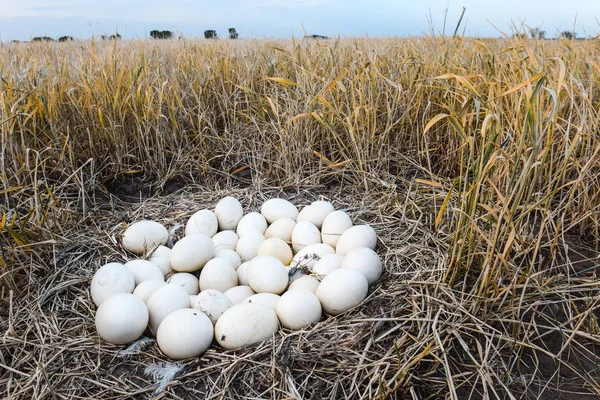 Große Rhea Eier Nest Patagonien Argentinien — Stockfoto