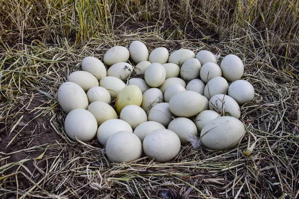 Ovos Maior Rhea Ninho Patagônia Argentina — Fotografia de Stock