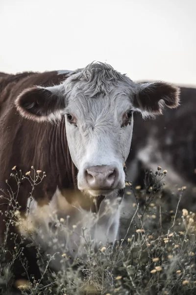 Koe Natuurlijk Gras — Stockfoto