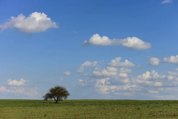 Pampas Paisagem Patagônia Argentina — Fotografia de Stock