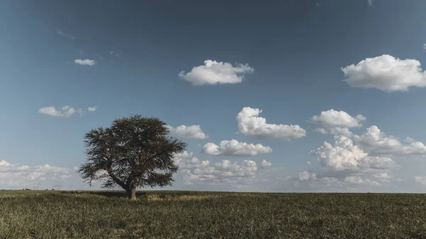 Pampas Landschap Patagonië Argentinië — Stockfoto