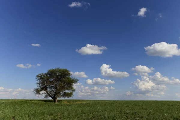 Pampas Paisagem Patagônia Argentina — Fotografia de Stock