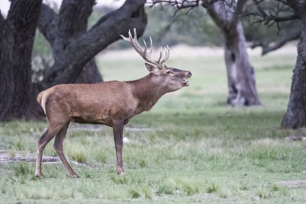 Red Deer Rut Season Pampa Argentina — Stock Photo, Image