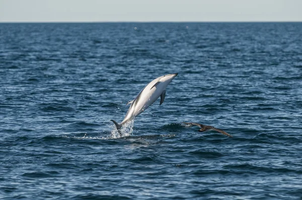 Dusky Dolphin Jumping Halvön Valdes Patagonia Argentina — Stockfoto