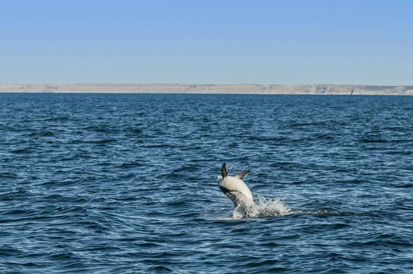 Salto Con Delfini Scuro Valdes Peninsula Patagonia Argentina — Foto Stock
