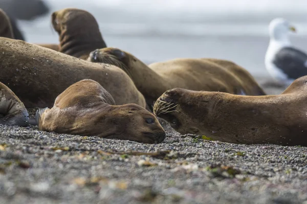 Sea Lions Beach Breeding Colony — Stock Photo, Image