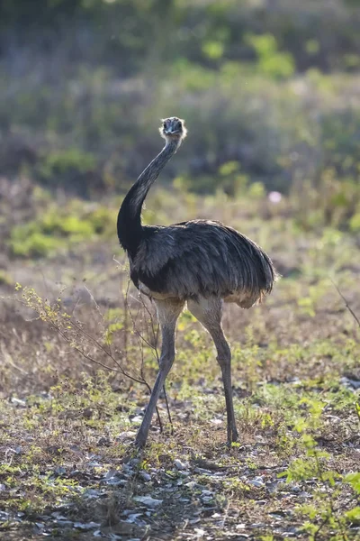 Greater Rhea Rhea Americana Pantanal Brasile — Foto Stock