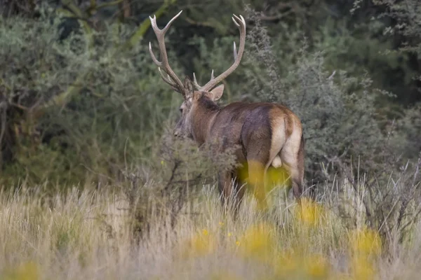 Red Deer Rut Season Pampa Argentina — Stockfoto
