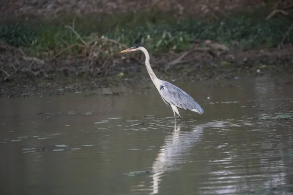 Cocoi Heron Wetland Environment Pantanal Brazil — Stock Photo, Image