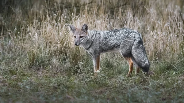 Pampas Fox Patagonia Argentína — Stock Fotó