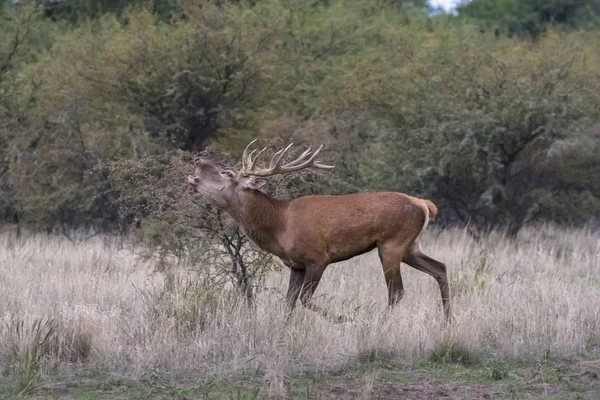 Red Deer Rut Season Pampa Argentina — Stock Photo, Image