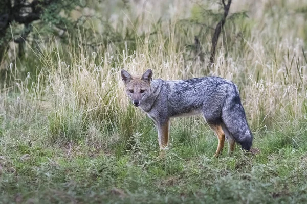 潘帕斯狐狸 巴塔哥尼亚 阿根廷 — 图库照片