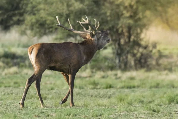 Red Deer Rut Season Pampa Argentina — Stockfoto