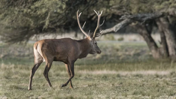 Red Deer Rut Season Pampa Argentina — Stock Photo, Image