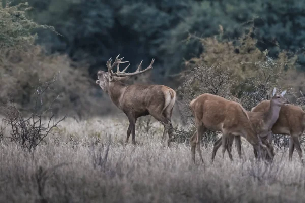 Red Deer Rut Season Pampa Argentina — Stock Photo, Image