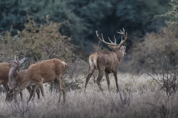 Red Deer Rut Season Pampa Argentina — Stockfoto