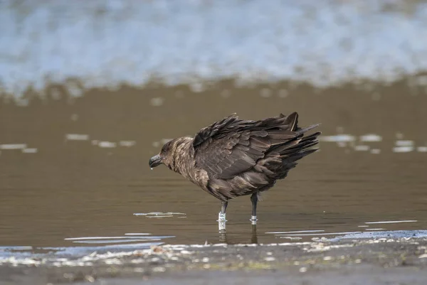 Chas Jihopolární Stercorarius Makormicki Antarktida — Stock fotografie