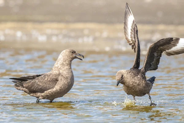 Güney Kutup Skua Kuşları Stercorarius Maccormicki Antarktika — Stok fotoğraf