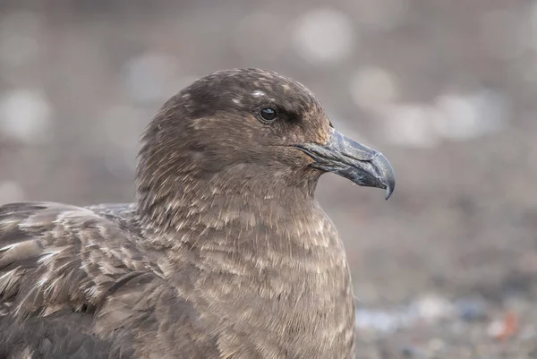 Güney Kutup Skua Stercorarius Maccormicki Antarktika — Stok fotoğraf