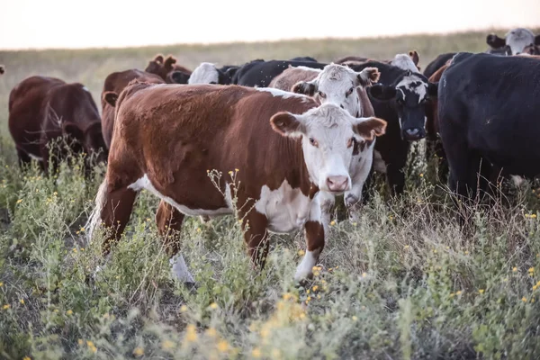 Ochsen Und Färsen Die Naturrasen Aufgezogen Werden — Stockfoto