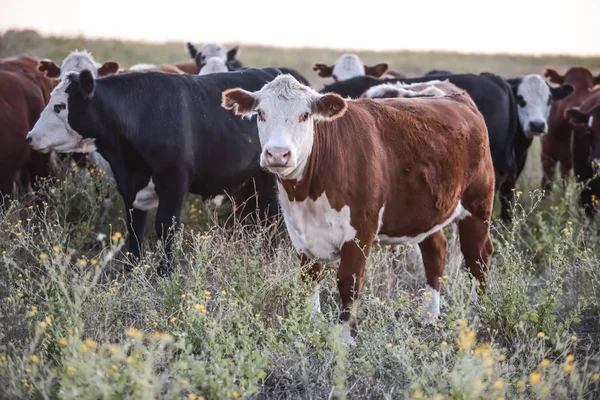 Stekers Vaarzen Opgegroeid Natuurlijk Gras — Stockfoto